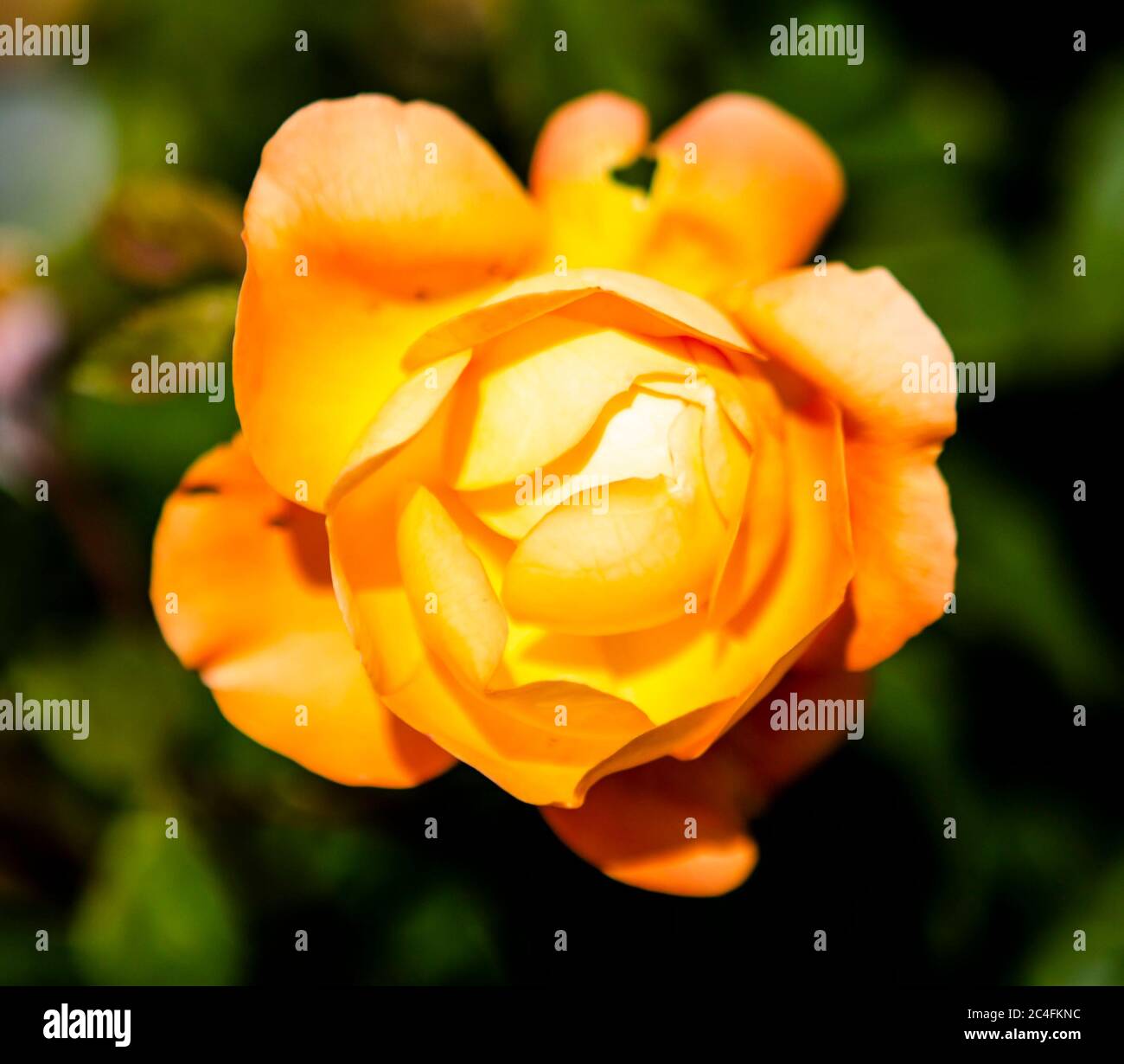 Close up of an orange rose Stock Photo