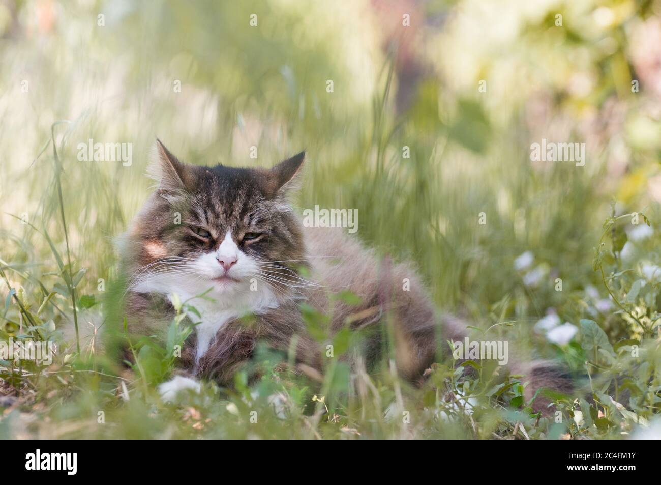 close-up of a beautiful cat laying on the grass outdoor.calm and relax. funny cat Stock Photo