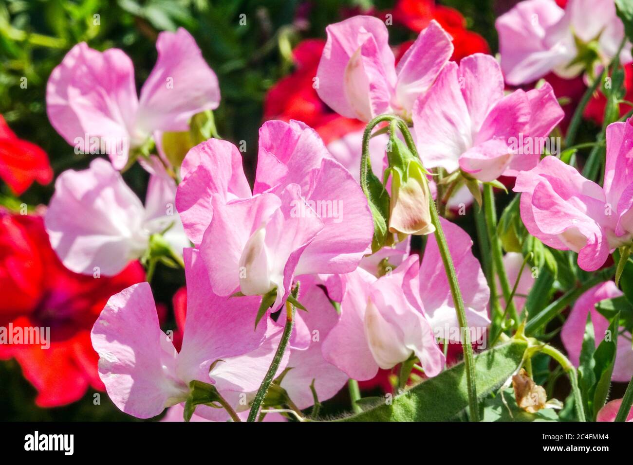 Pink Lathyrus odoratus 'Gwendoline' sweet pea Stock Photo