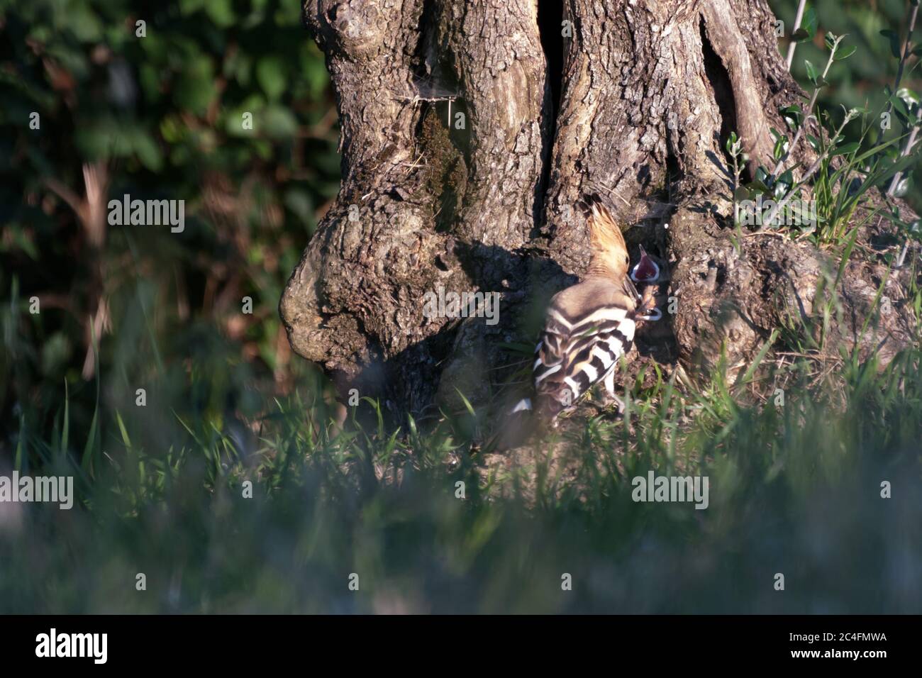 wildlife. hoopoe that feeds its young in the nest Stock Photo
