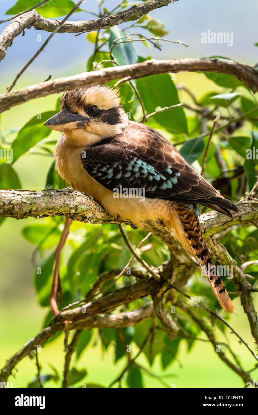 Kookaburra white background hires stock photography and images Alamy