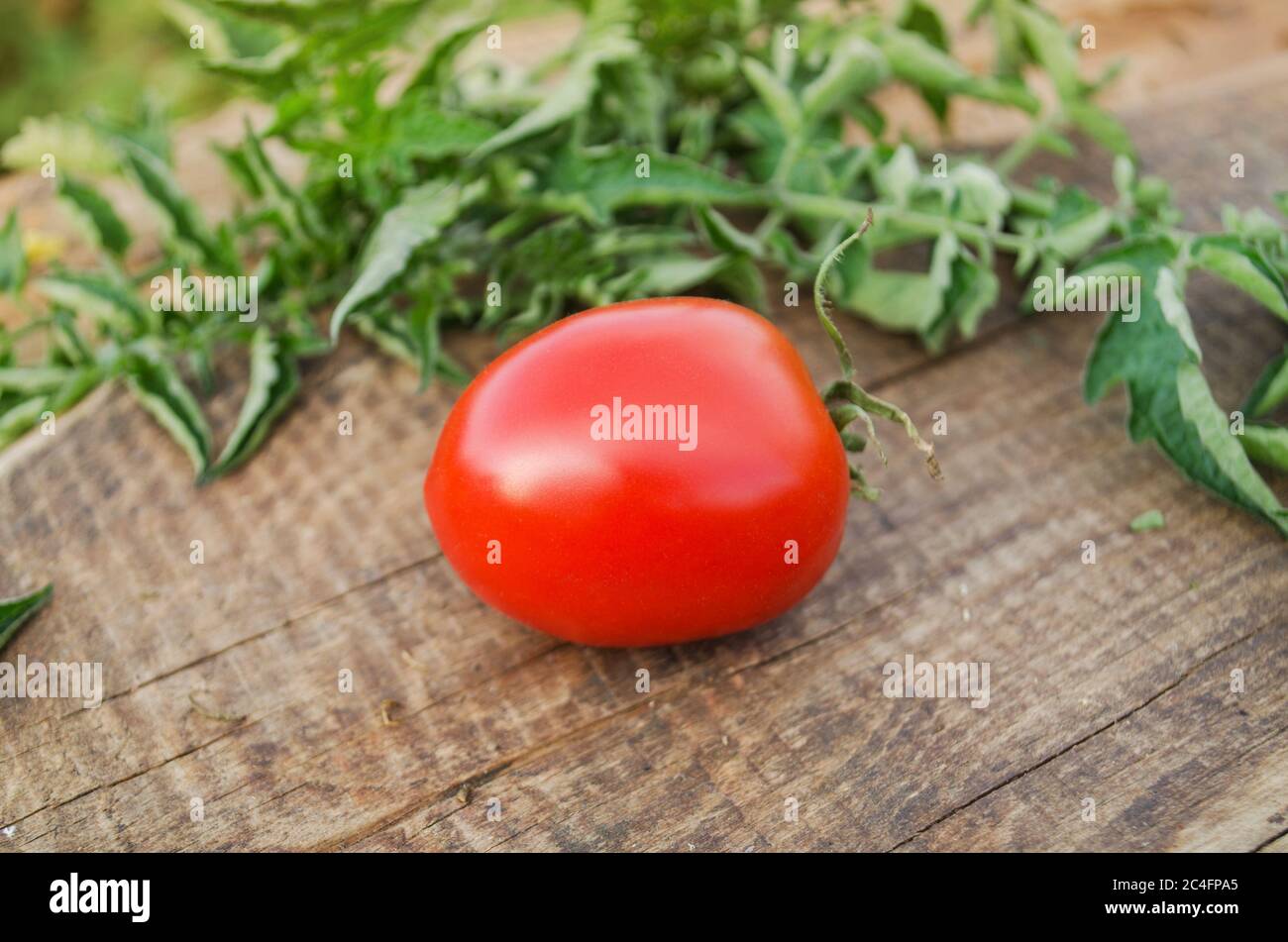 Fresh tomato from farm. Back to nature farming Stock Photo
