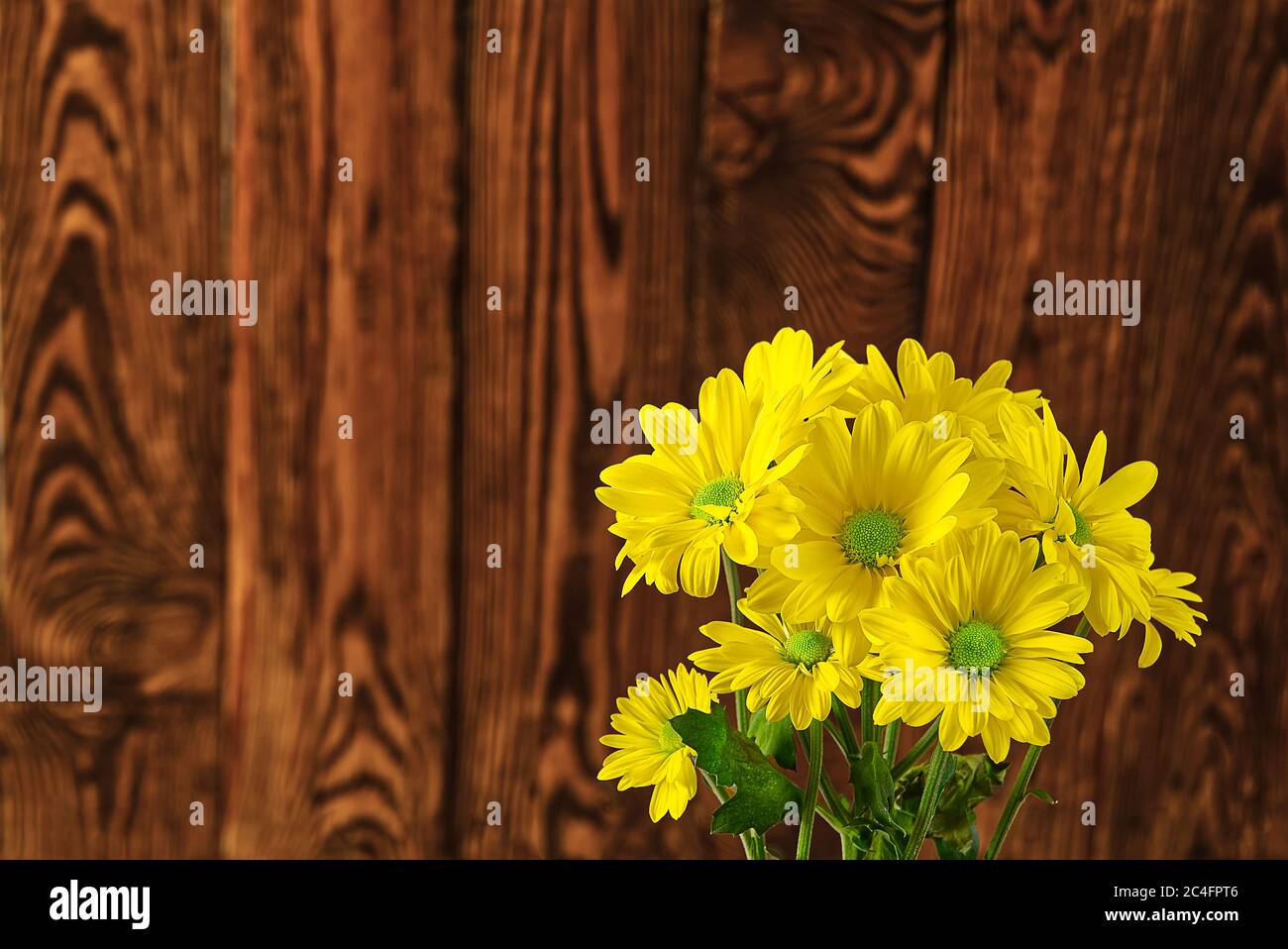 Beautiful fresh yellow chrysanthemum on brown wooden background, close-up shot, yellow daisies flowers. Stock Photo
