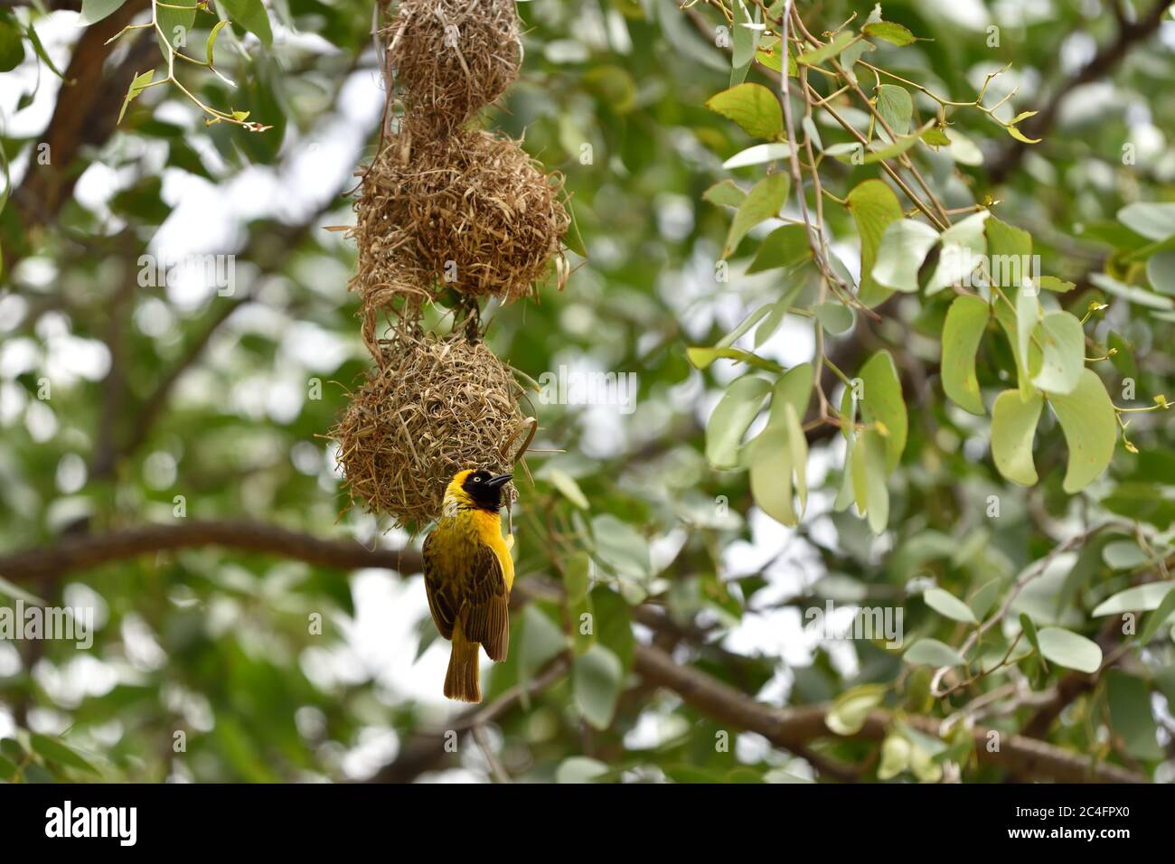 Southern Yellow Masked Weaver bird building a nest, Namibia, Africa Stock Photo
