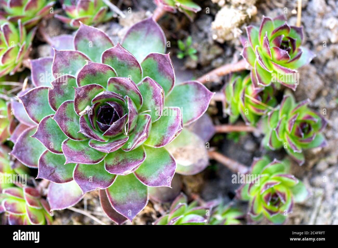Sempervivum flower with three little appendages growing in garden bed. View from above. Stock Photo