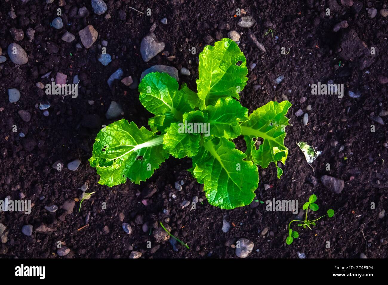 Conceptual Green Shoots Image Of A Young Plant Growing In Fertile Soil Stock Photo