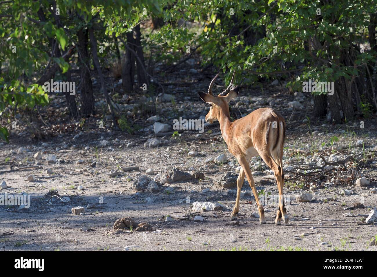 Long Horns Impala High Resolution Stock Photography and Images - Alamy