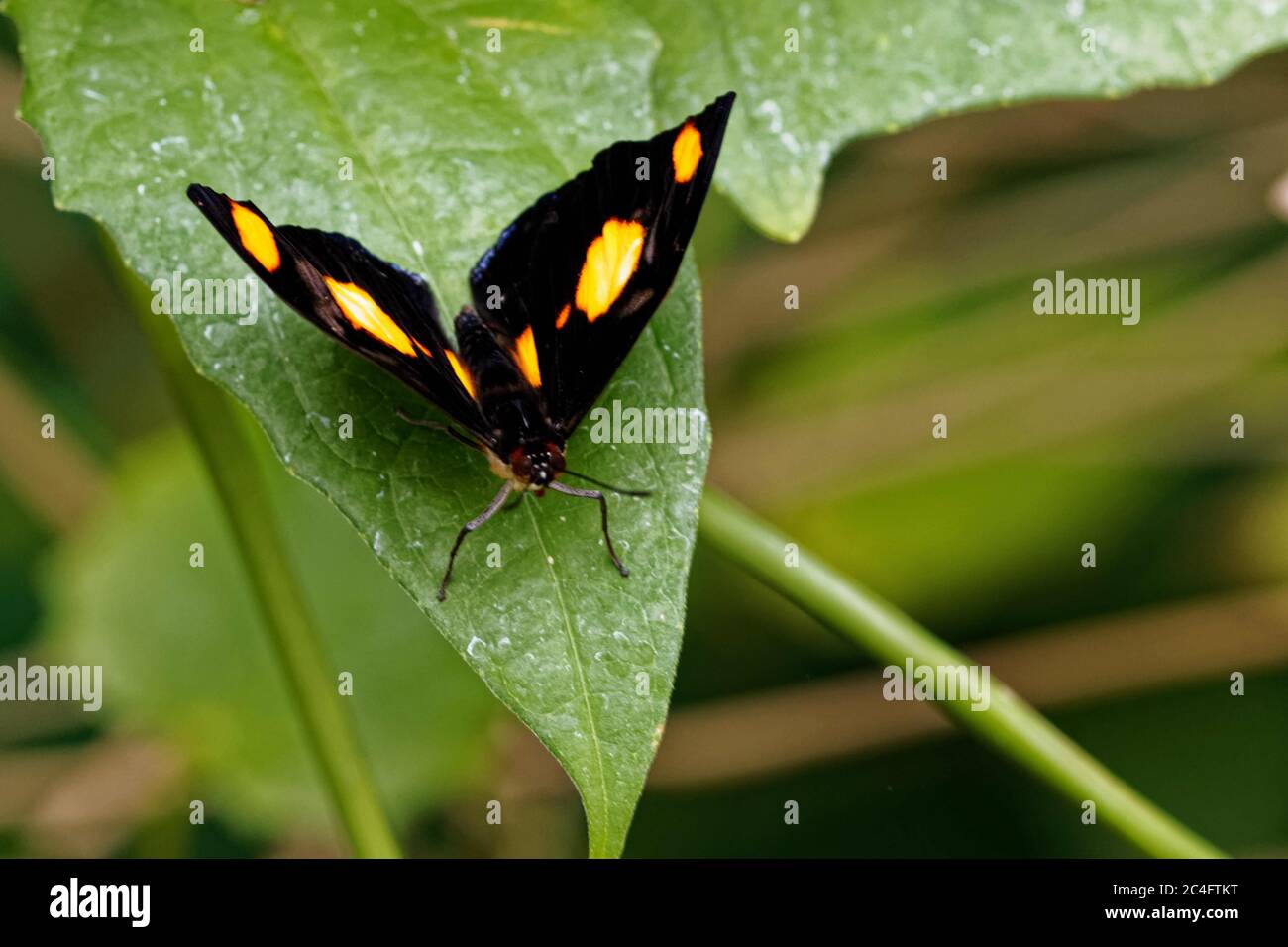 Catonephele numilia, the blue-frosted banner, blue-frosted Catone, Grecian shoemaker or stoplight Catone, is a butterfly of the family Nymphalidae. Stock Photo