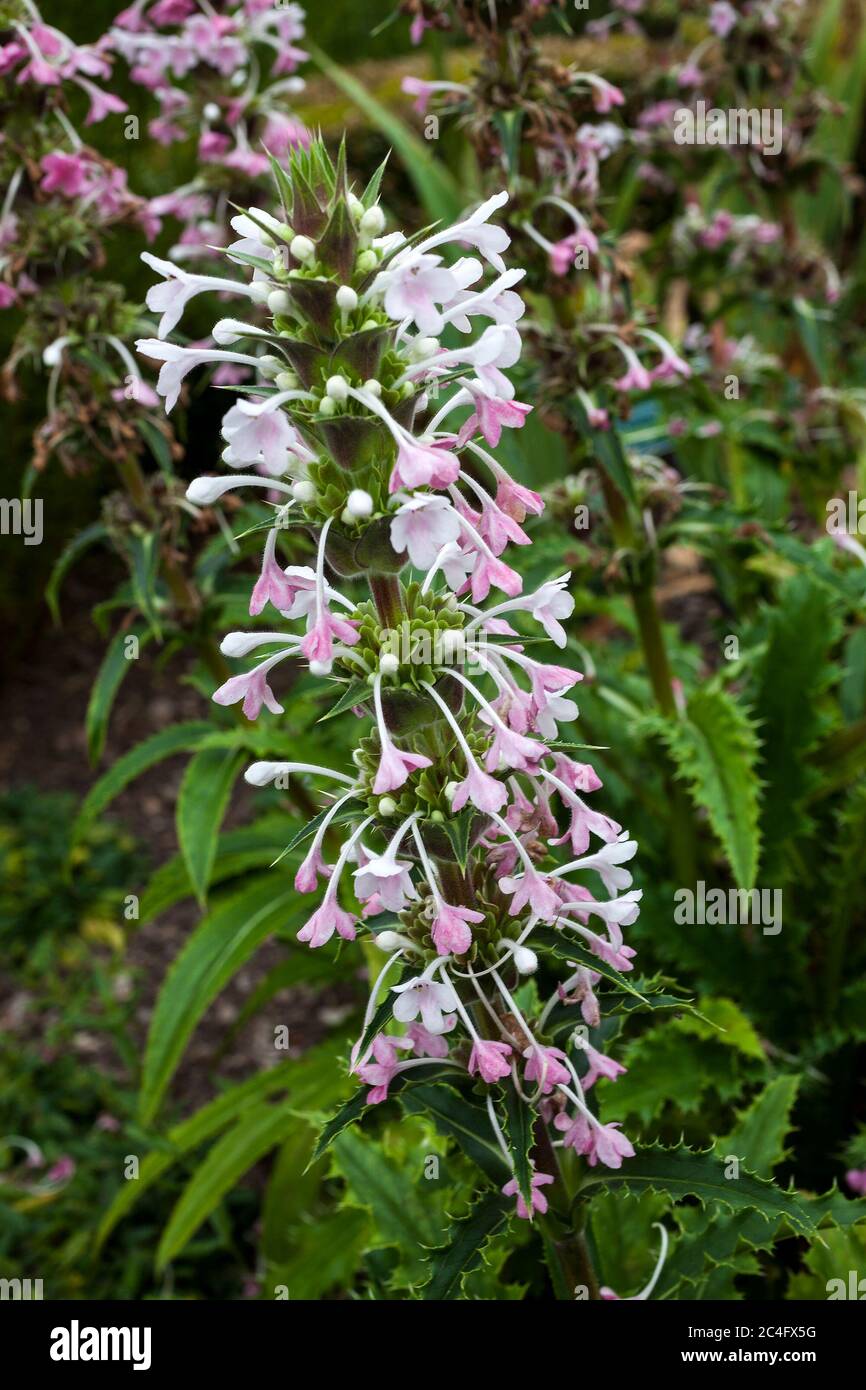 Morina longifolia a pink white evergreen, summer flower plant commonly known as long leaved whorlflower Stock Photo