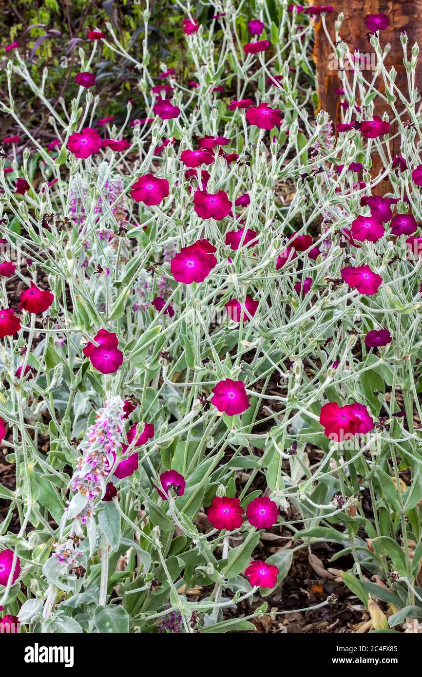 Lychnis Atrosanguinea a magenta red herbaceous springtime summer flower plant commonly known as Rose Campion Stock Photo
