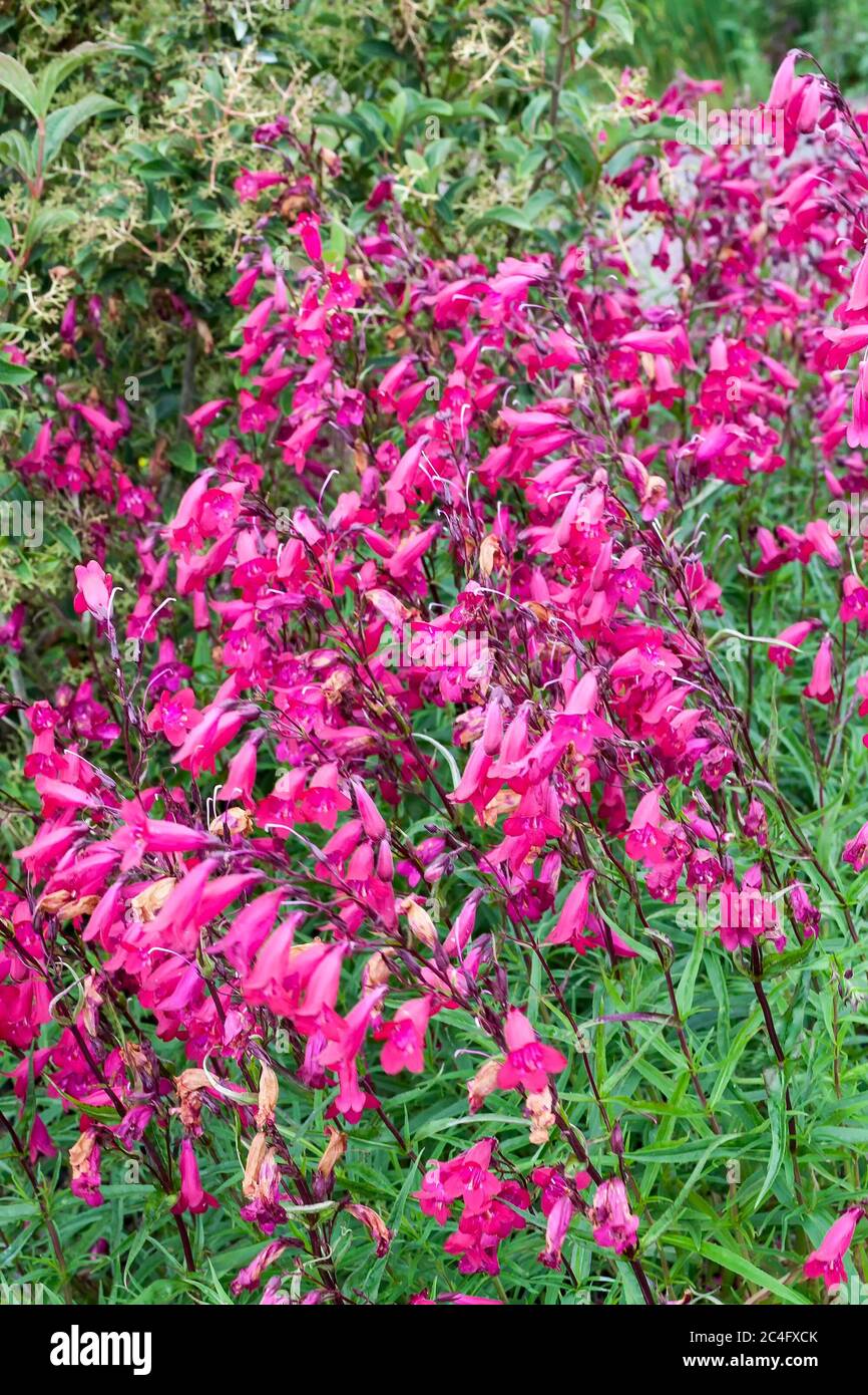 Penstemon 'Andenken an Friedrich Hahn' (Penstemon campanulatus 'Garnet') a red summer  semi evergreen perennial flower plant Stock Photo