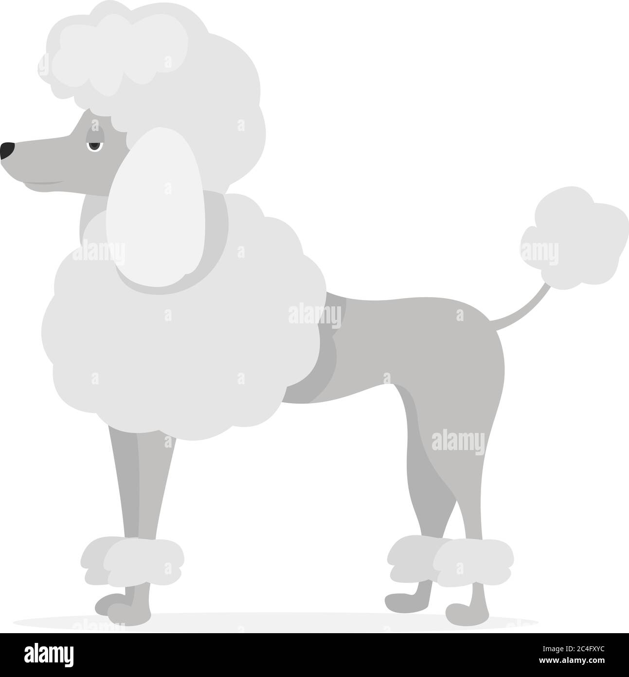White poodle, illustration, vector on white background Stock Vector Image &  Art - Alamy