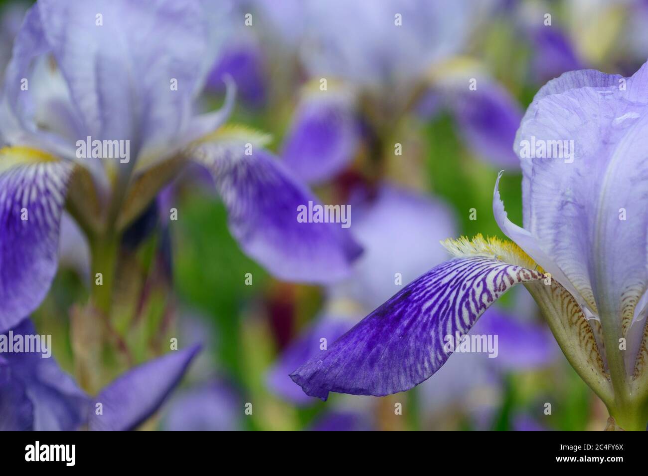 One blue iris flower macro. Iris flowerhead close-up. Purple iris petals closeup. Irises background. Stock Photo