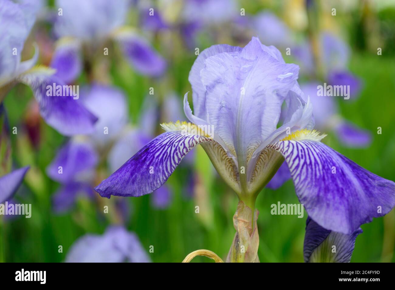 One blue iris flower macro. Iris flowerhead close-up. Purple iris petals closeup. Irises background. Stock Photo