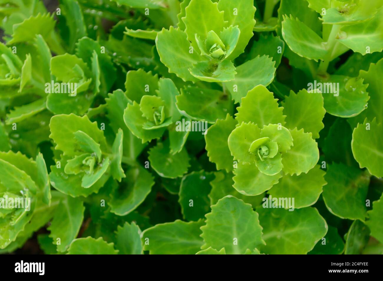 orpine plant leaves make green background. green foliage pattern. hylotelephium telephium leaves. Sedum telephium foliage top view. Stock Photo