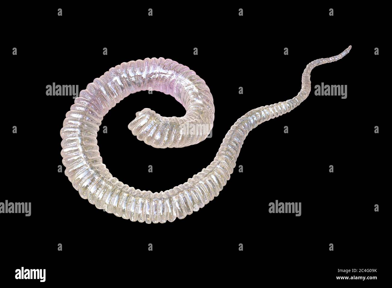 Guinea worm (Dracunculus medinensis) first-stage larva, computer illustration. Larvae are excreted from female worm parasitising under the skin of human extremities in patient's with dracunculiasis. Stock Photo