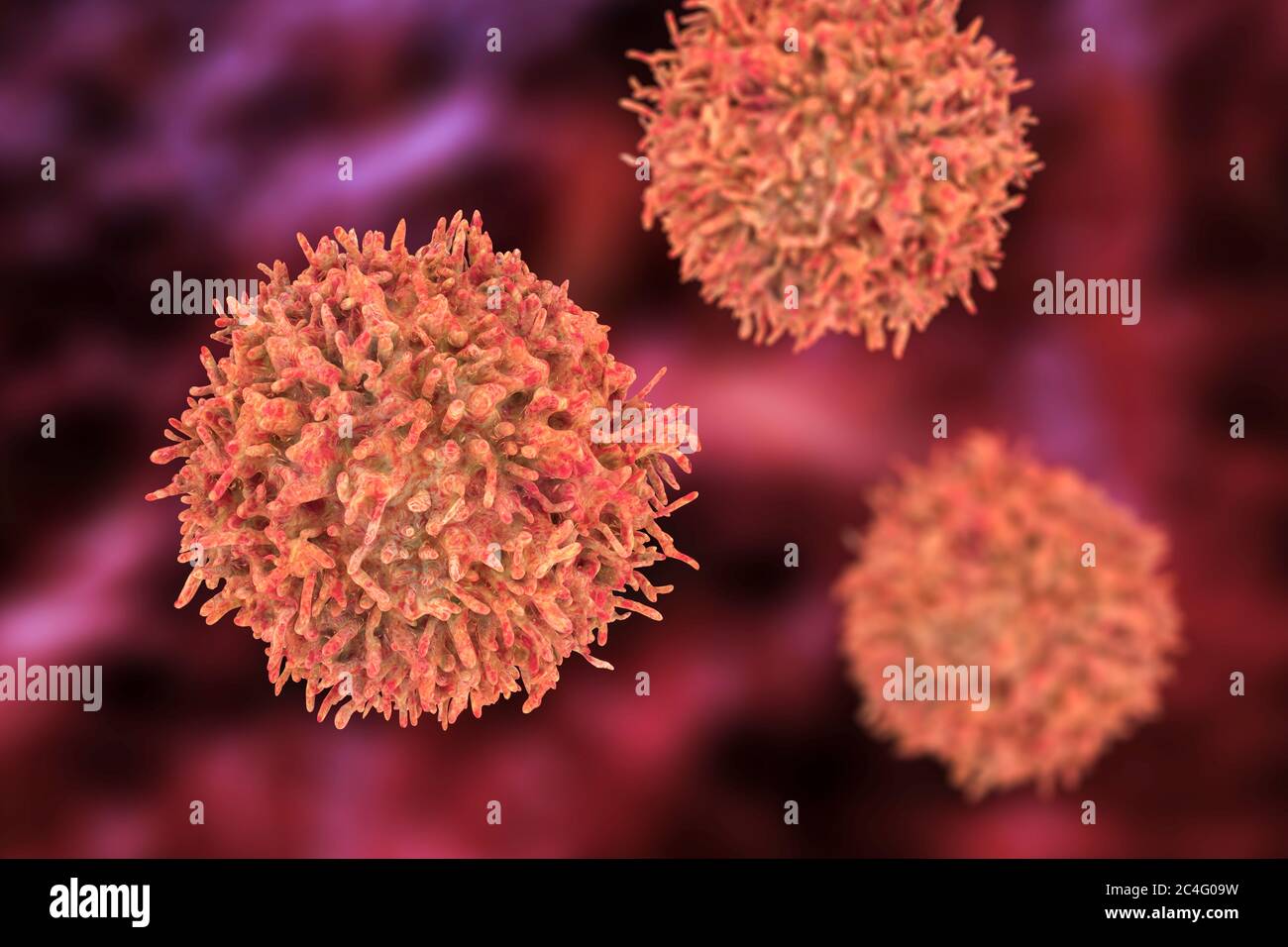 B-lymphocyte cells, computer illustration. Stock Photo