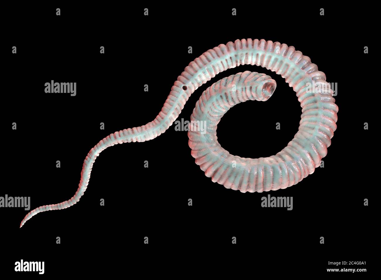 Guinea worm (Dracunculus medinensis) first-stage larva, computer illustration. Larvae are excreted from female worm parasitising under the skin of human extremities in patient's with dracunculiasis. Stock Photo