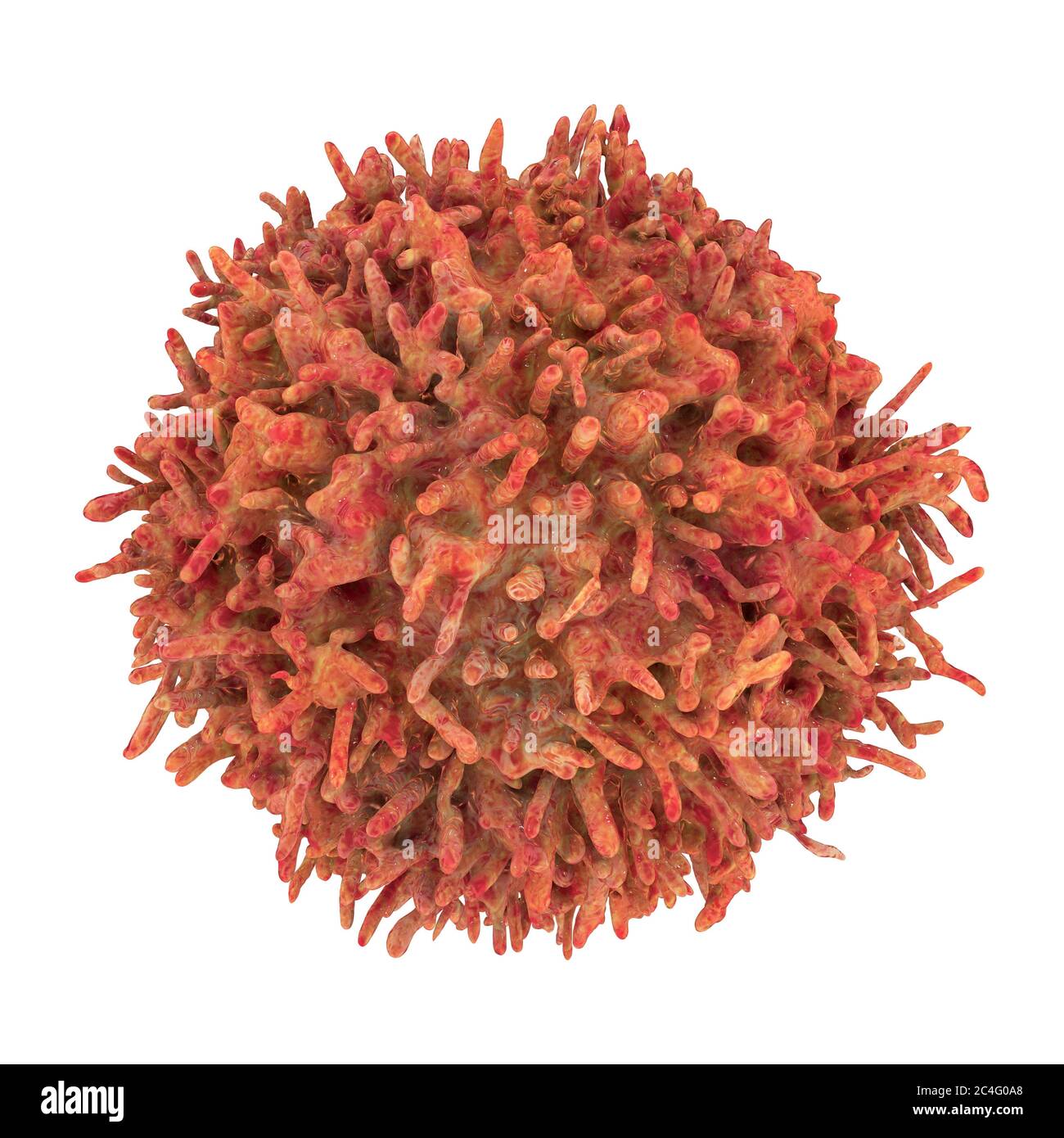 B-lymphocyte cells, computer illustration. Stock Photo