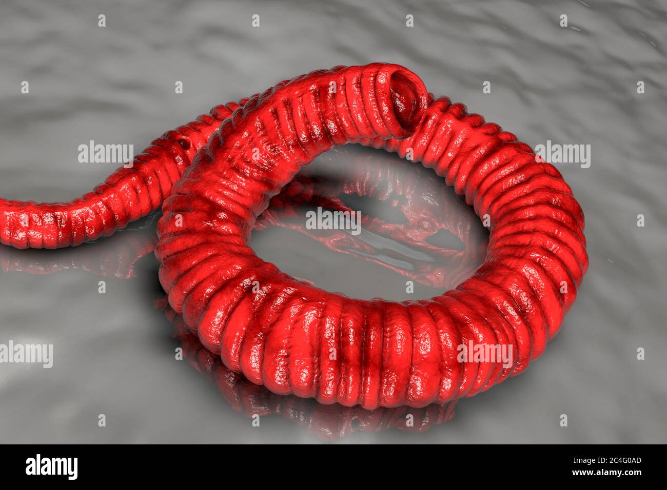 Guinea worm (Dracunculus medinensis) first-stage larva, computer illustration. Larvae are excreted from female worm parasitising under the skin of human extremities in patient's with dracunculiasis. Stock Photo