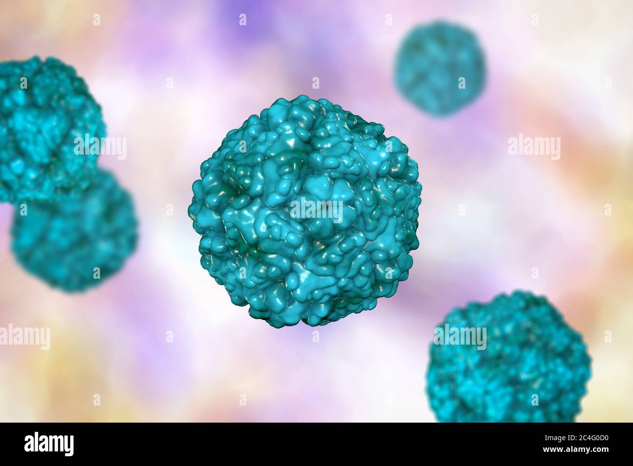 Enteroviruses, computer illustration. Enterovirus is a genus of positive-sense RNA viruses of the family Picornaviridae. They were originally classifi Stock Photo