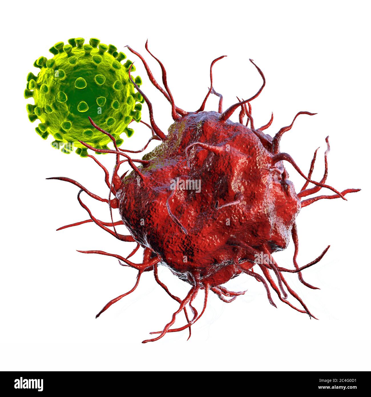 Dendritic cell hires stock photography and images Alamy