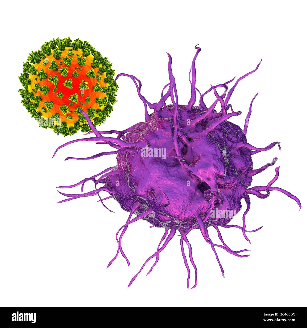 Interaction between virus and dendritic cell, computer illustration. Dendritic cells play a crucial role in initiating immune responses against viruses. They recognise incoming viruses and present their antigens to T cells. Stock Photo