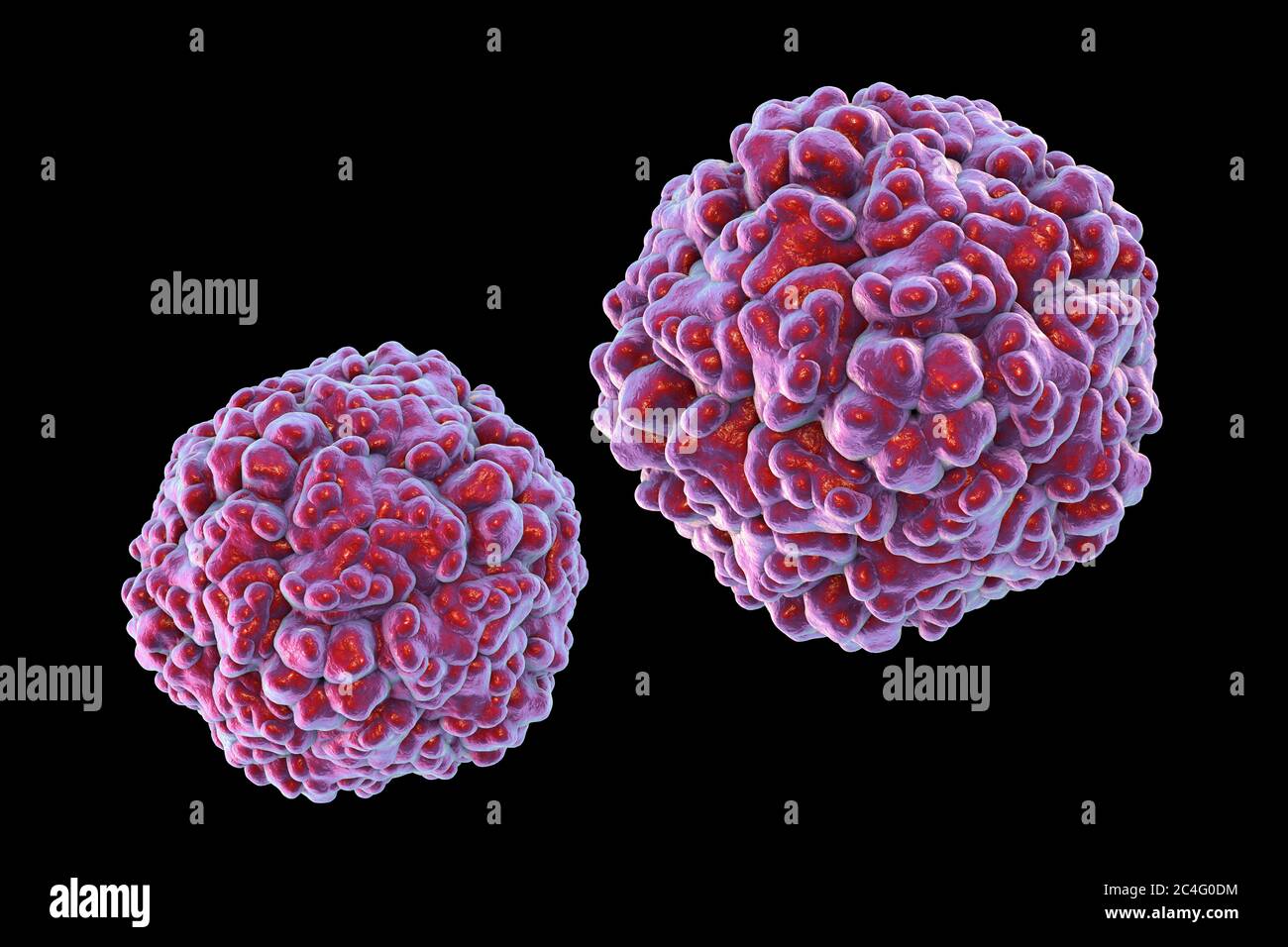 Enteroviruses, computer illustration. Enterovirus is a genus of positive-sense RNA viruses of the family Picornaviridae. They were originally classifi Stock Photo
