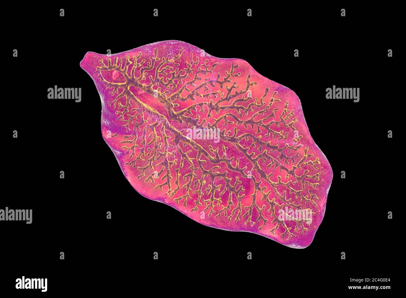 Liver fluke. Computer illustration of an adult liver fluke (Fasciola