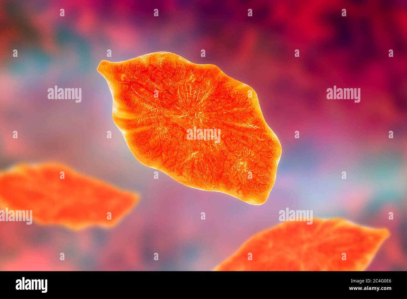 Liver fluke. Computer illustration of an adult liver fluke (Fasciola hepatica), a parasite of sheep, cattle and humans. Humans ingest the fluke larvae Stock Photo