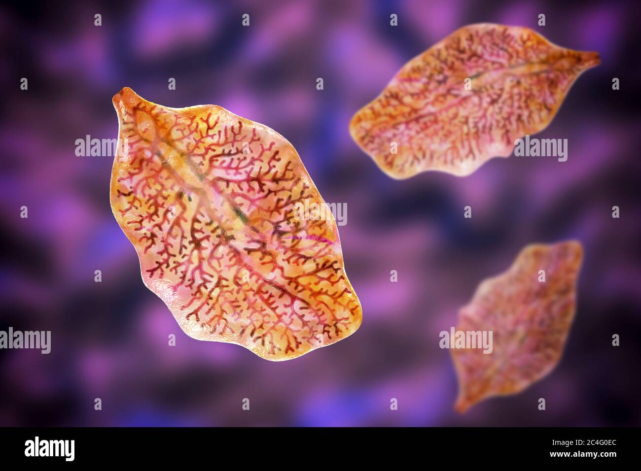 Liver fluke. Computer illustration of an adult liver fluke (Fasciola