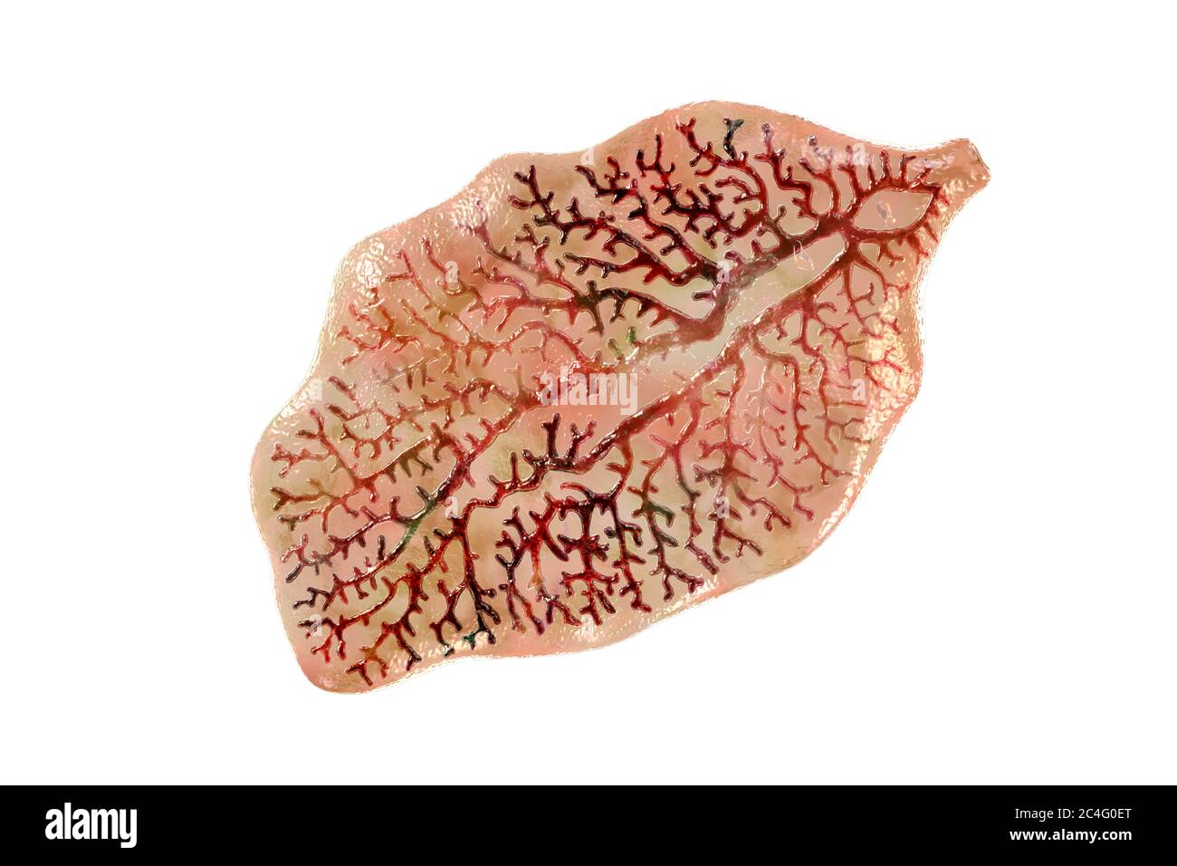 Liver fluke. Computer illustration of an adult liver fluke (Fasciola  hepatica), a parasite of sheep, cattle and humans. Humans ingest the fluke  larvae Stock Photo - Alamy