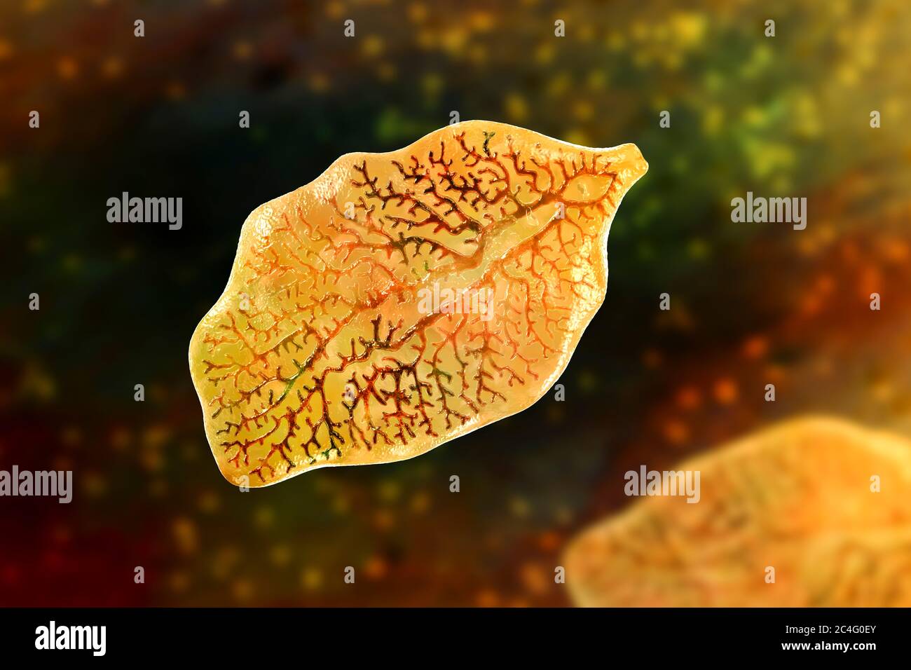 Liver Fluke Diagram Labeled