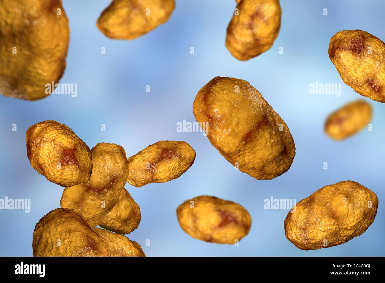 Coccus coccobacillus bacteria hi-res stock photography and images - Alamy