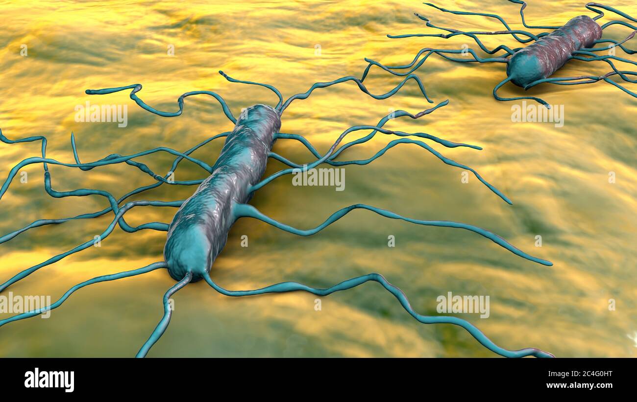 Listeria monocytogenes bacteria, computer illustration. L. monocytogenes is the causative agent of the human disease listeriosis. Listeriosis is contracted through contaminated food. Pregnant women are especially vulnerable, when bacteria may cross the placenta to infect the baby, who has no immunity. A mother may only experience mild influenza-like symptoms yet may lose her baby. Others that are also vulnerable include the elderly, persons with cancer (especially of the bowel) and those on immunosuppressive drugs. Listeria is also one of the causes of bacterial meningitis. Stock Photo