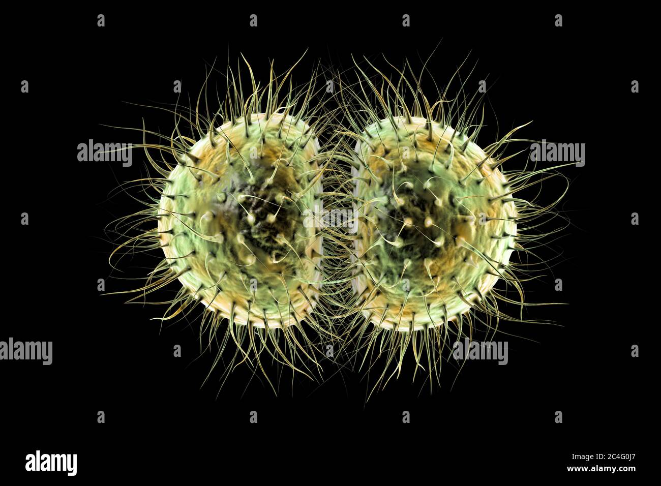 Neisseria meningitidis hires stock photography and images Alamy