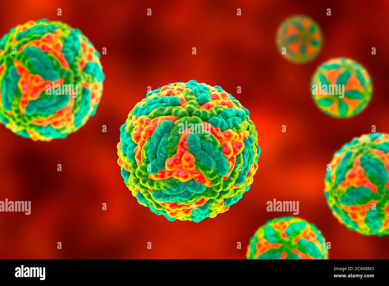 St. Louis encephalitis virus particles, computer illustration. Saint Louis encephalitis is a mosquito-borne disease and is a member of the Flavivirus subgroup. This disease mainly affects the United States, with occasional cases having been reported in Canada and Mexico. Stock Photo