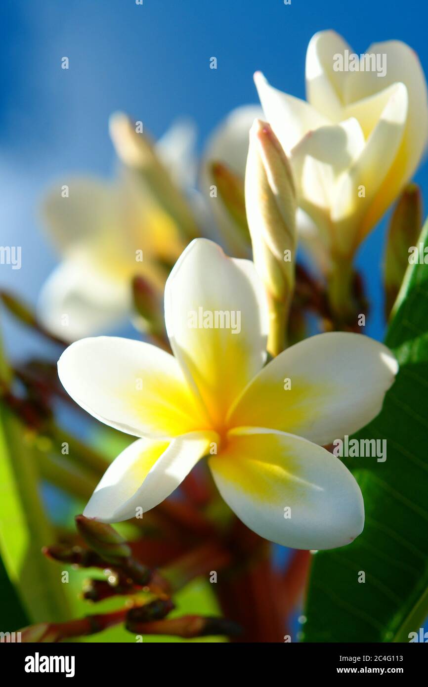 Hawaiian exotic flower hi-res stock photography and images - Alamy