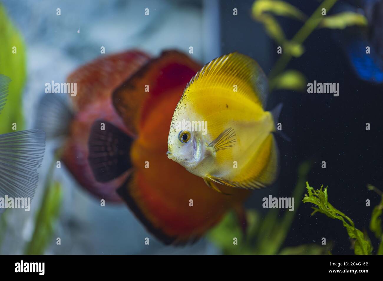 View of millenium golden diskus aquarium fish. Hobby concept