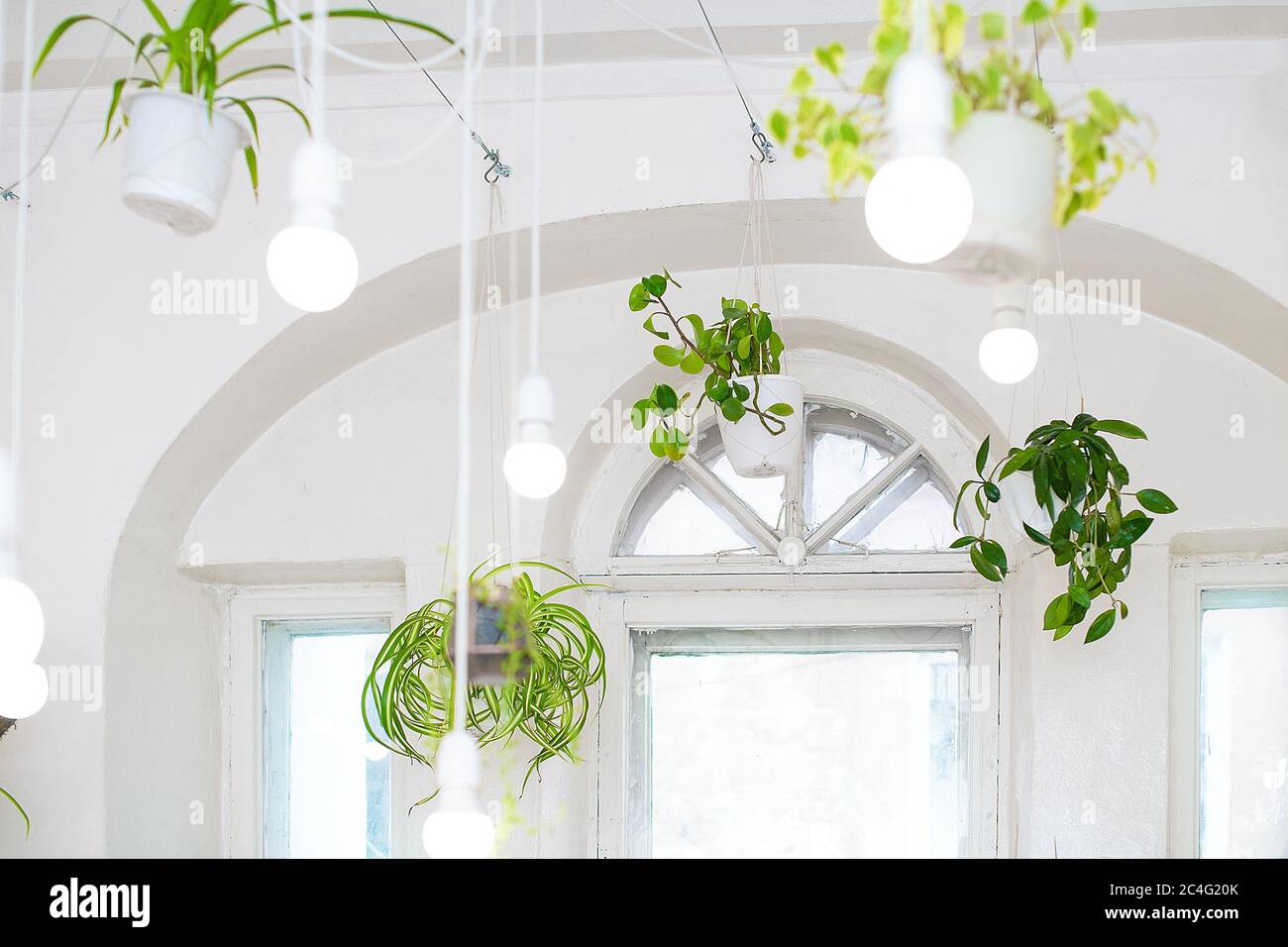 Mini florarium with green plants hanging on a wire with white lights in a bright interior. The living garden. Phytodesign. Stock Photo
