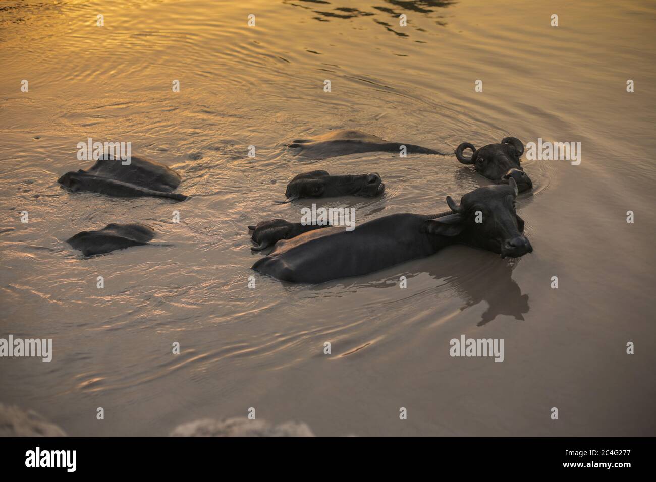 Buffalos Taking Bath In The Water In Sindh, Pakistan Stock Photo