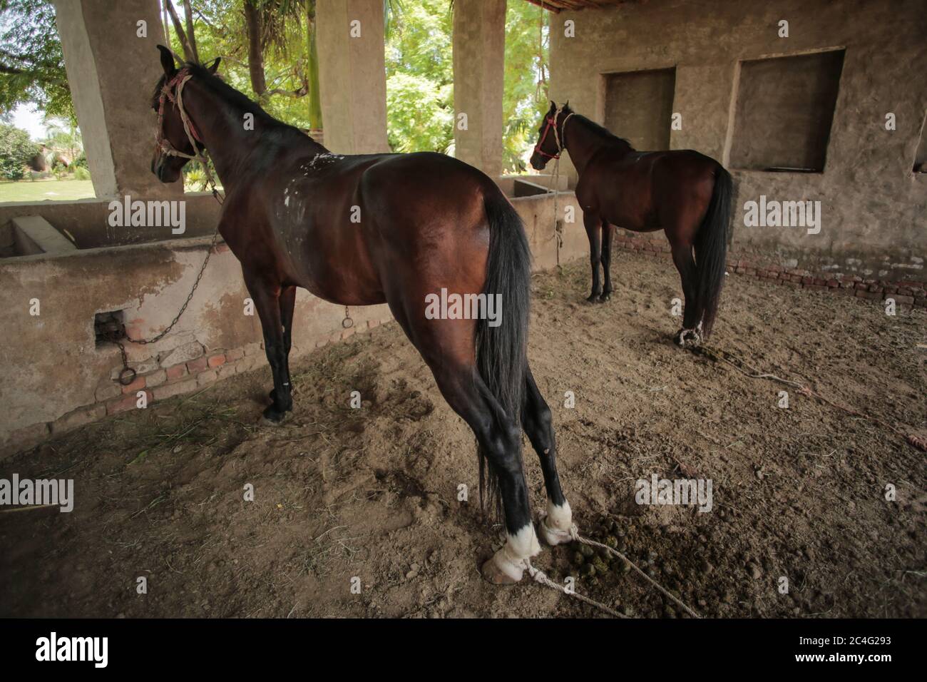 Horses Eating Food In Horse Farm - Stable Indoor In Sindh Pakistan Stock Photo