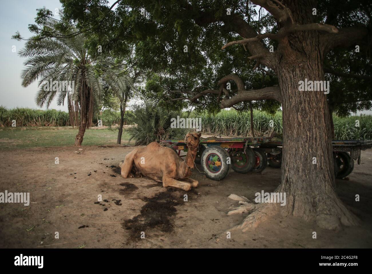 Camel Sitting Under The Tree Near Its Cart In Moro, Sindh, Pakistan Stock Photo
