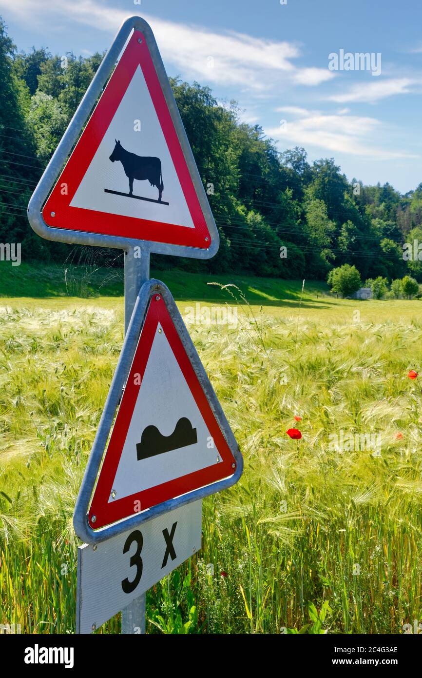 Warning traffic signs - cows (cattle) crossing the road and speed bumps ahead Stock Photo