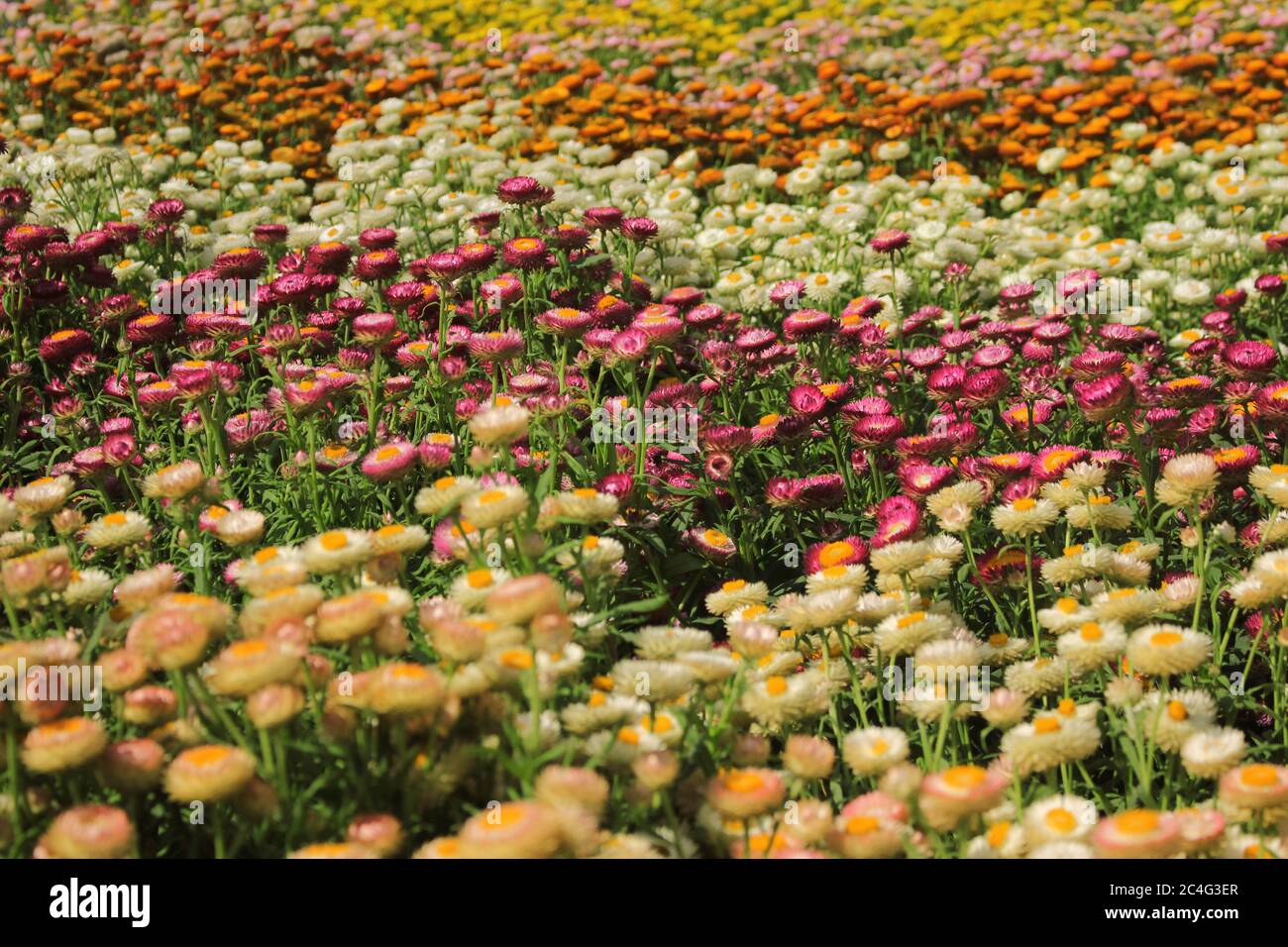 Garden helichrysum hi-res stock photography and images - Page 21 - Alamy
