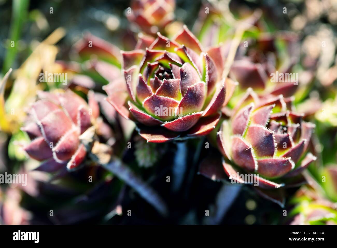 Three Sempervivum flowers growing in the garden bed lit by sun rays Stock Photo