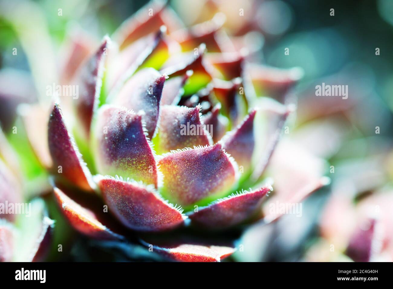 Sempervivum flower head lit by rays of the setting sun in the garden bed outdoors Stock Photo