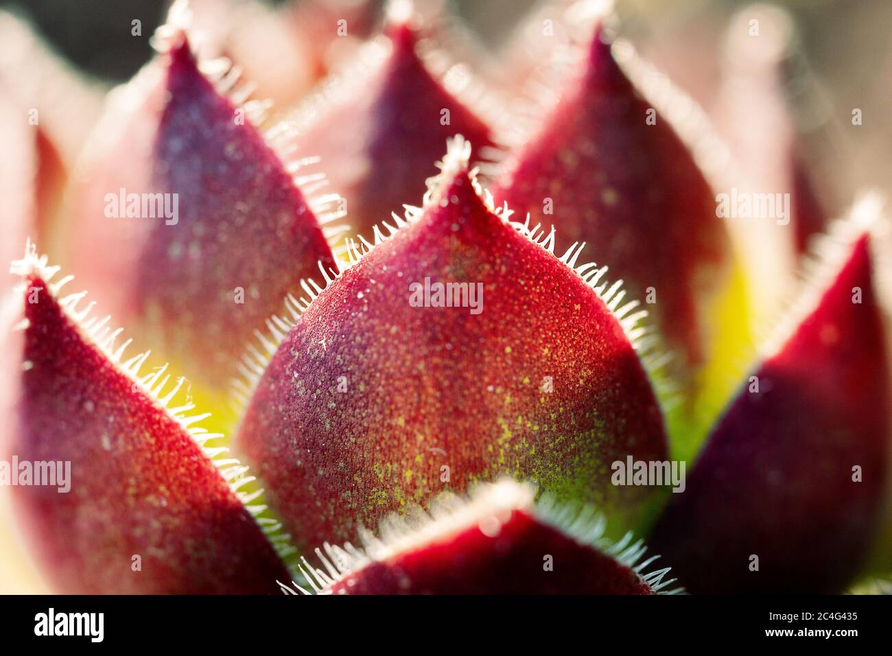 Macro photo of petals of a sempervivum flower lit by rays of setting sun outdoors Stock Photo