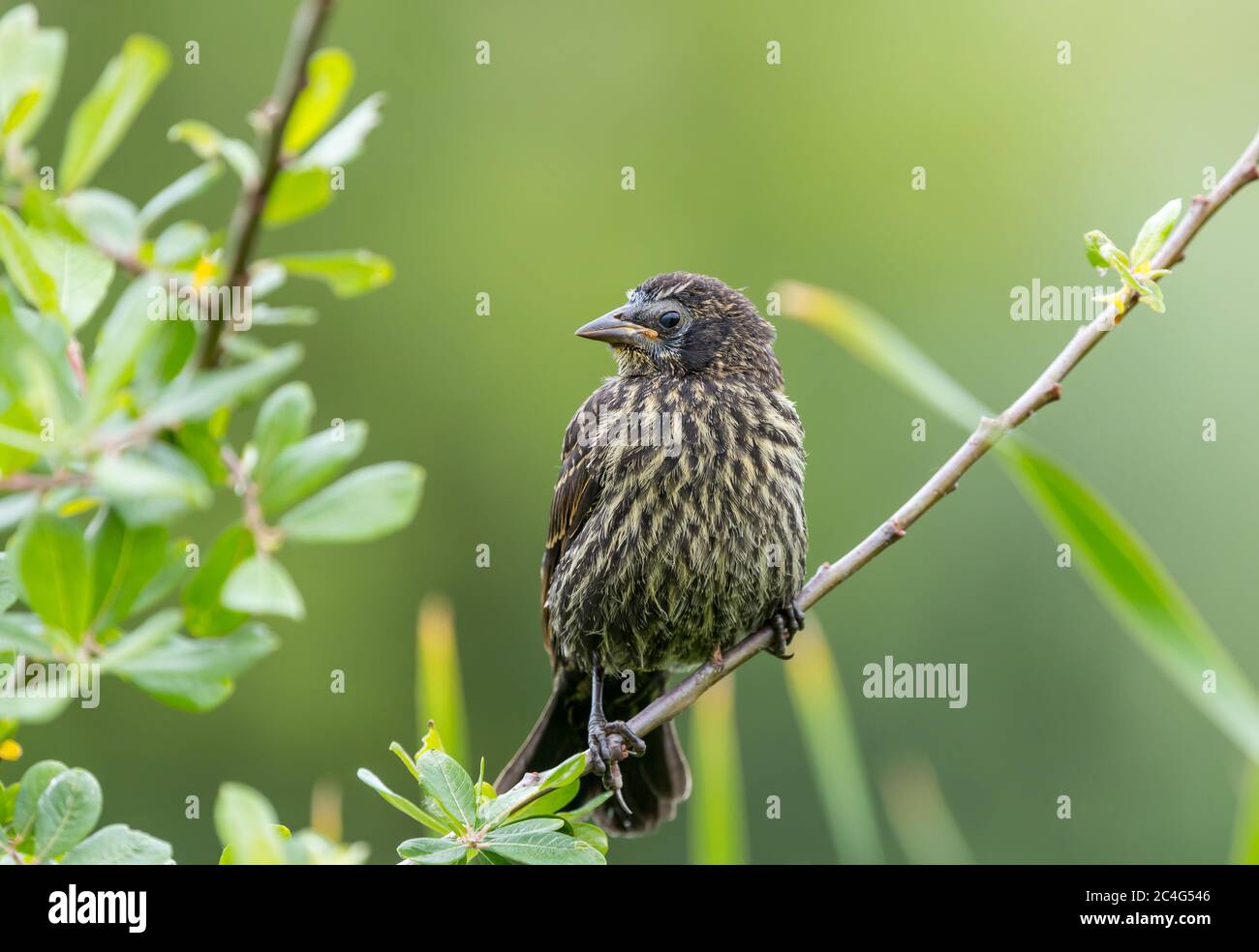 A juvenile red winged blackbird ' Agelaius phoeniceus ' waits for food from its parents. Stock Photo