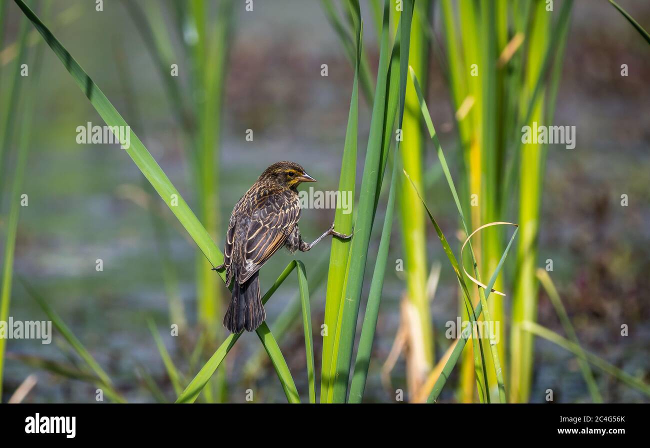 A juvenile red winged blackbird ' Agelaius phoeniceus ' waits for food from its parents. Stock Photo